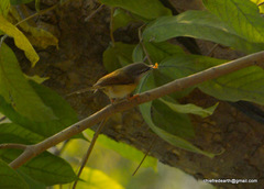 Prinia flaviventris