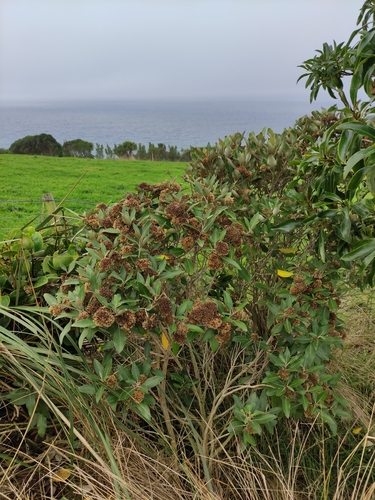 Olearia avicenniifolia observed 2023-04-23