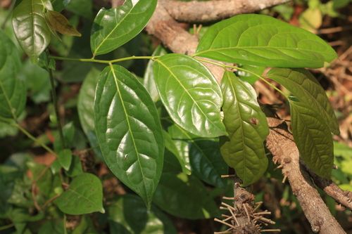 Diospyros sylvatica observed 2023-04-18