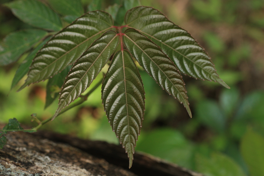 Gậy bụt – Leea indica