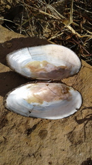 Utterbackiana implicata