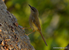Prinia flaviventris