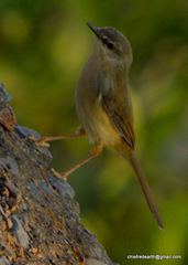 Prinia flaviventris