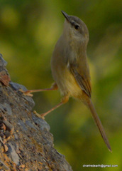 Prinia flaviventris