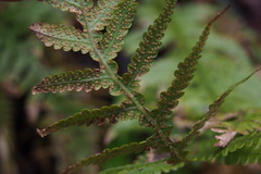 Phegopteris decursive-pinnata
