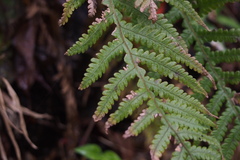 Phegopteris decursive-pinnata