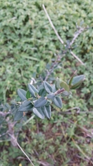 Olea europaea europaea