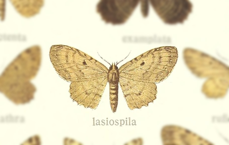 Collix lasiospila