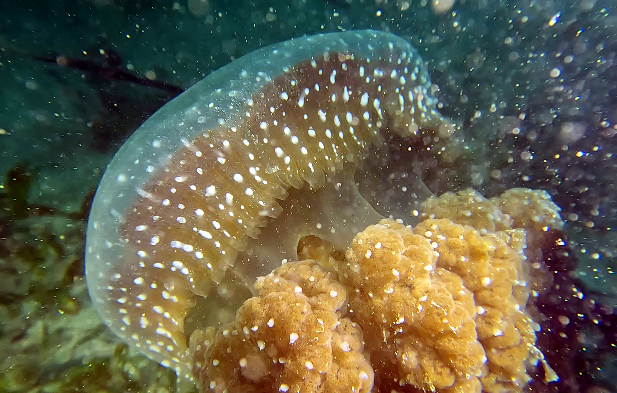 Phyllorhiza punctata<br>25 April, 2023