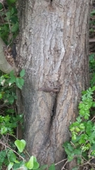 Sceloporus variabilis marmoratus