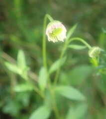 Erigeron karvinskianus image