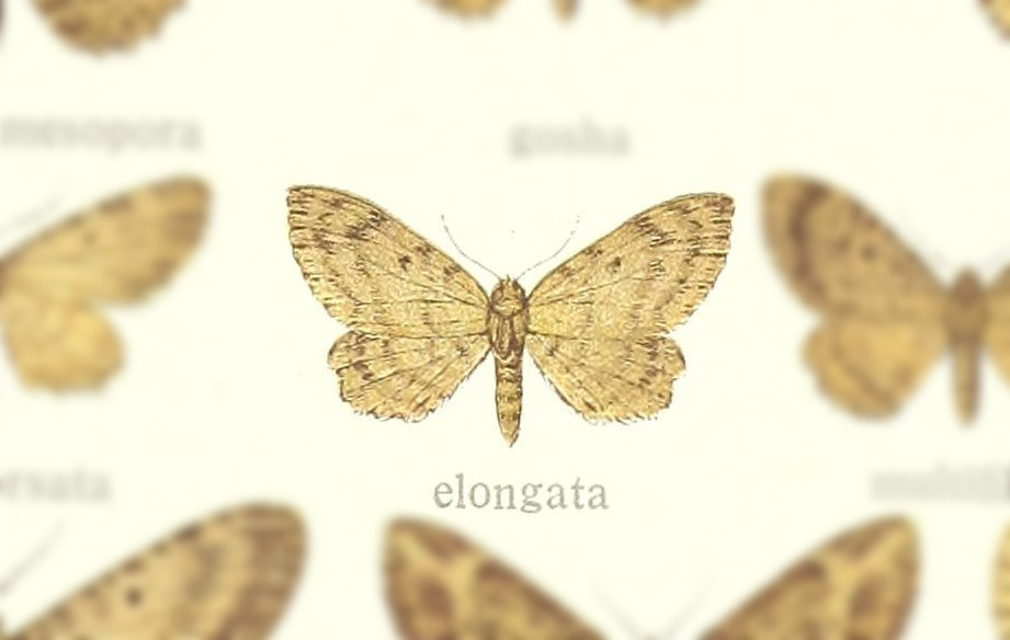 Collix elongata