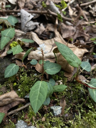 Bistorta tenuicaulis iNat (1)