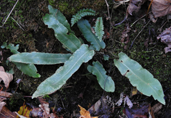 Asplenium scolopendrium americanum
