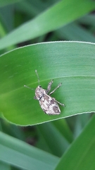 Parapantomorus fluctuosus