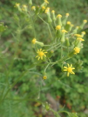 Senecio sylvaticus image