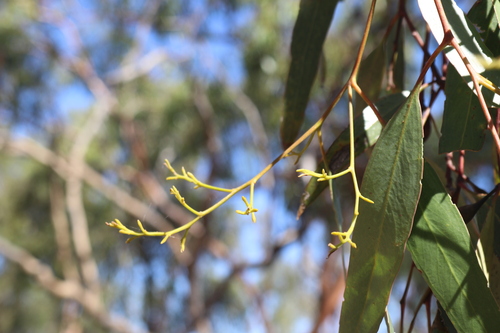 Image of Eucalyptus ochrophloia by (c) Martin Hannan-Jones, some rights reserved (CC BY)