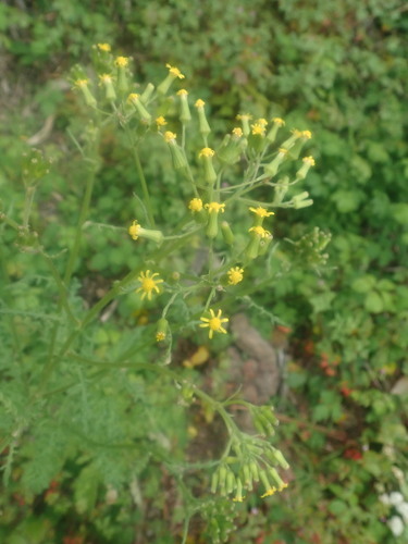 Senecio sylvaticus image