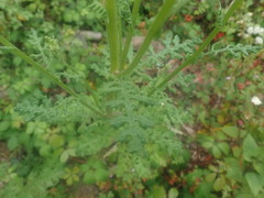 Senecio sylvaticus image