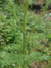 Senecio sylvaticus image