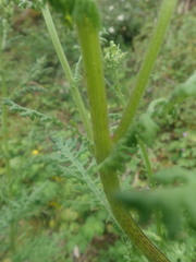 Senecio sylvaticus image