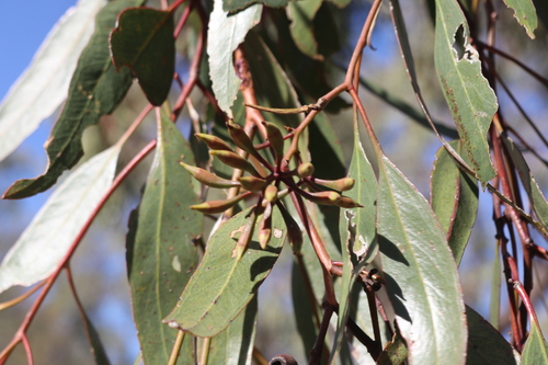 Image of Eucalyptus ochrophloia by (c) Martin Hannan-Jones, some rights reserved (CC BY)