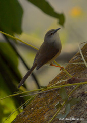 Prinia flaviventris