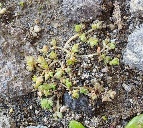 Crassula mataikona