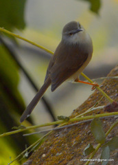 Prinia flaviventris