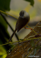 Prinia flaviventris