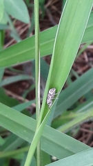 Parapantomorus fluctuosus