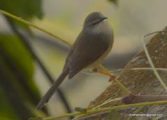 Prinia flaviventris