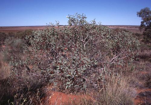 Giles' Mallee (Eucalyptus rameliana)