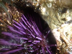 Strongylocentrotus purpuratus image
