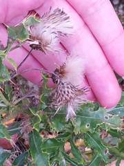 Cirsium arvense