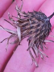 Cirsium arvense
