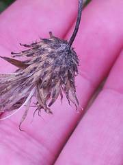 Cirsium arvense