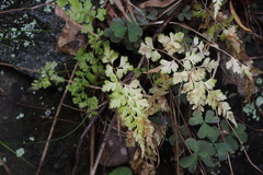 Asplenium tenuicaule