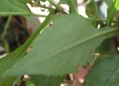 Ophiomyia parda