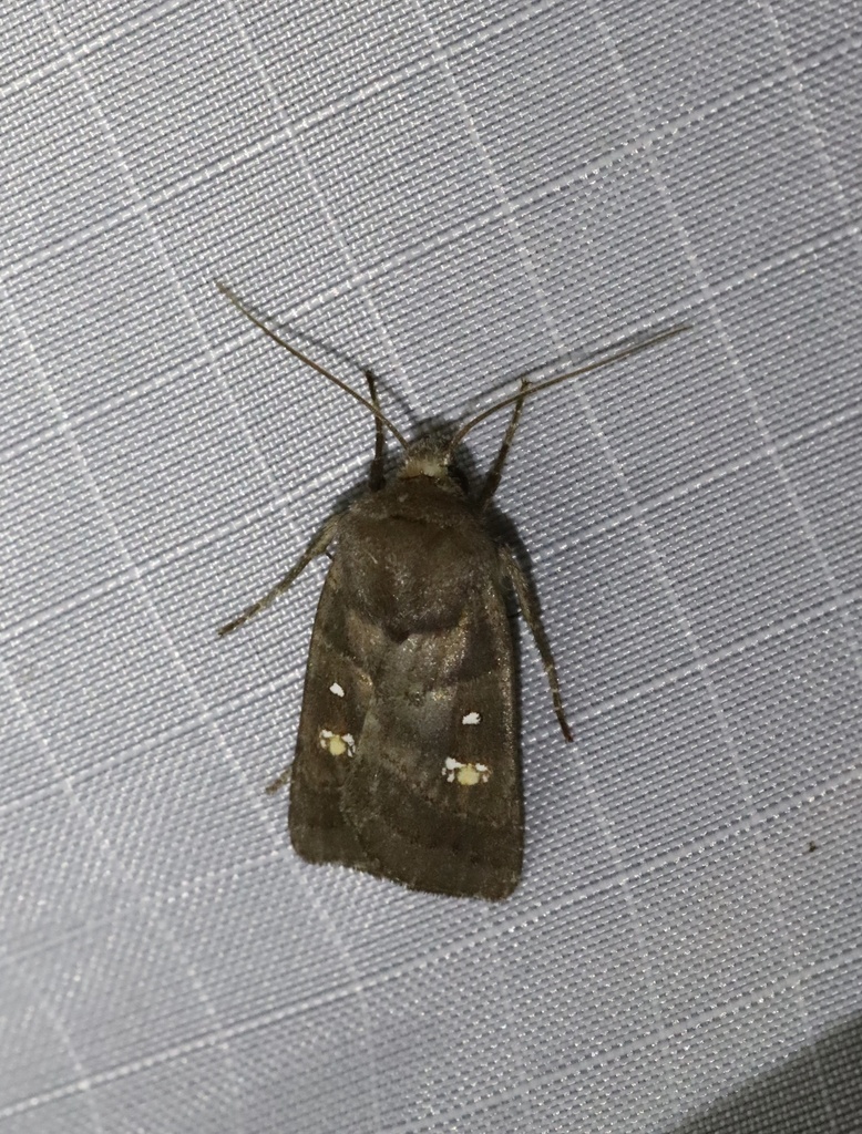 Haliophyle niphadopa