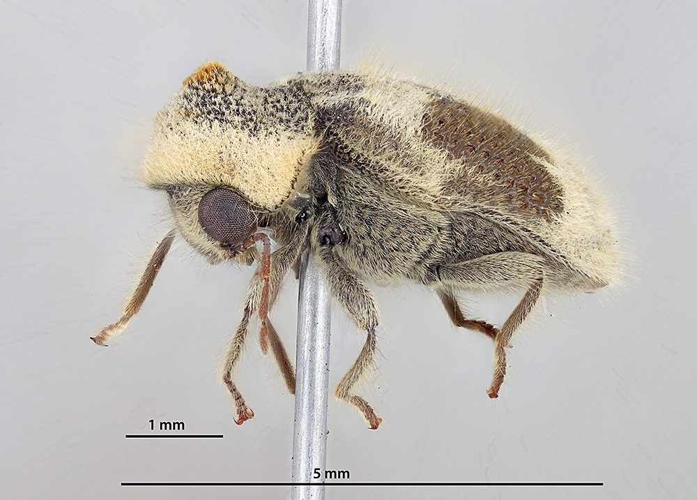 Trichodesma