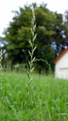 Lolium multiflorum × perenne