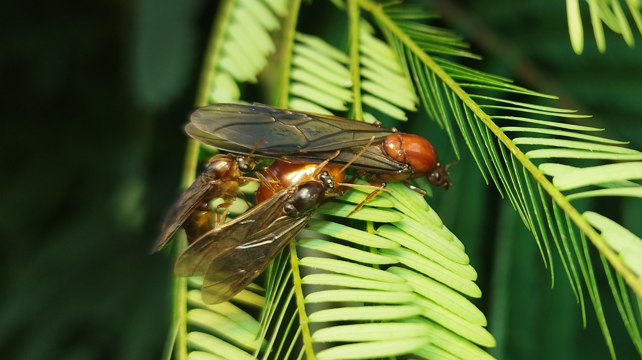 Carebara lignata