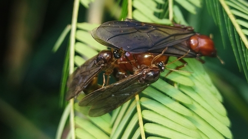 木盲切叶蚁Carebara lignata