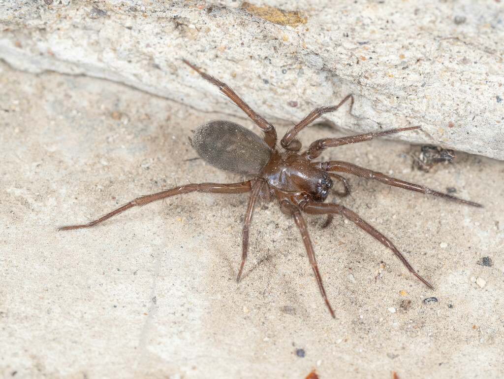 Coelotes modestus