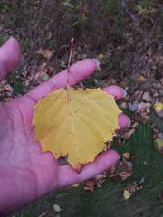 Populus grandidentata