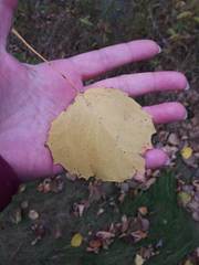 Populus grandidentata