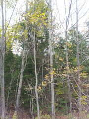 Populus grandidentata