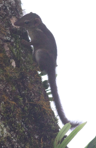 Horsfield's Treeshrew