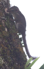 Horsfield's Treeshrew photo 3